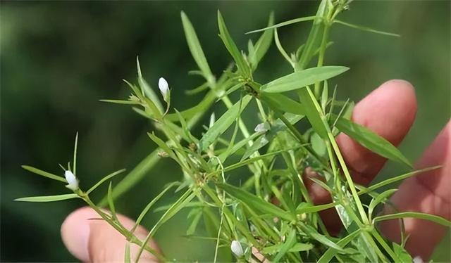 白花蛇舌草的种植技术：培育健康花园的关键