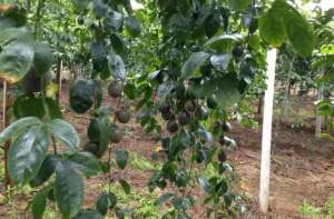百香果种植新技术-果农注意了，百香果全程施药方案来了
