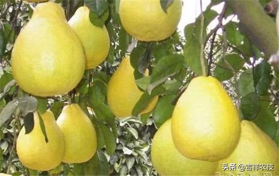 助农增收，柚子优质高产栽培技术，学会此技术你也可以高产
