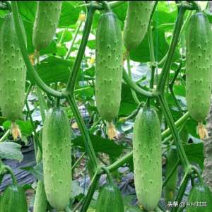 黄瓜的种植日记-种植黄瓜苗期控水，这样做才能拉长采摘期