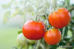 番茄树露地可以种植吗-关于怎么种植番茄，种植方法赶紧过来学一下吧露地番茄种植技术