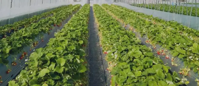 章姬草莓种植技术视频-「技术」如何种好章姬草莓，一文全了解
