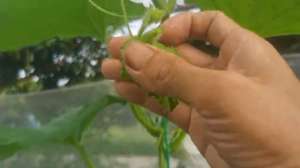 南方哈密瓜种植-哈密瓜栽培技术交流，哈密瓜一种授粉工作