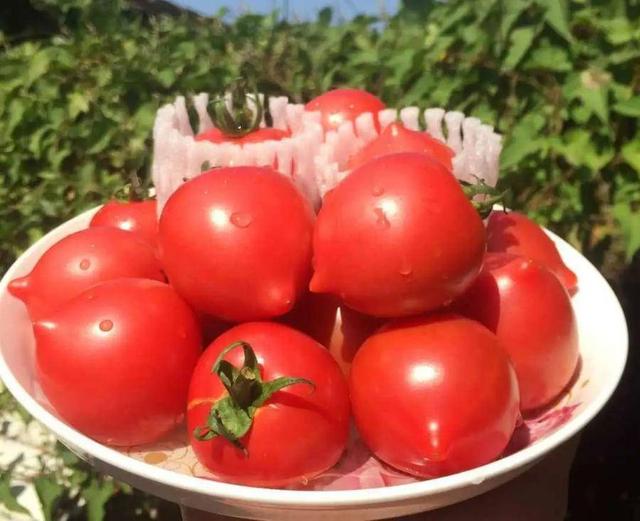 济阳区垛石番茄喜迎丰收季
