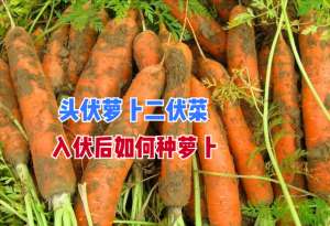 苗菜种植方法-“头伏萝卜二伏菜”，入伏后种植萝卜做好4个方面，苗齐又苗壮