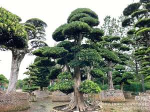 罗汉松种植前景-罗汉松作为优质主景观树在庭院中的升值空间巨大