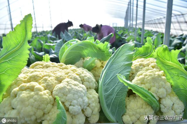 种植有机花椰菜要想产量高，品质好，种植到采收的栽培技术很重要