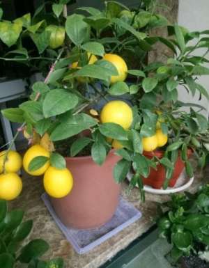 柠檬的种植方法如下-阳台怎么种柠檬？注意“3点”，果子压弯枝，满树金灿灿的柠檬