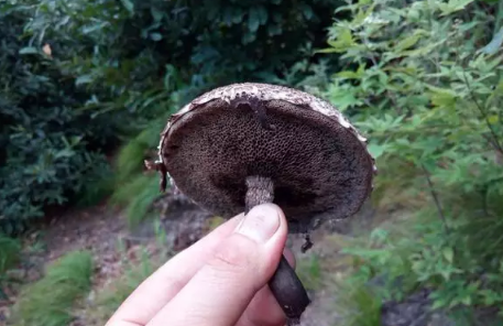 什么是扎莴，什么是粘莴？烟台常见野生蘑菇大起底