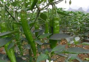 辣椒什么时候种植-种植辣椒，至关重要的5个时期，你都知道？