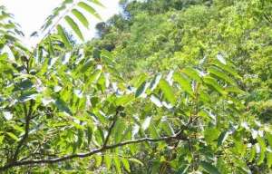 酸枣树苗种植-南酸枣的特征特性及种子育苗造林技术