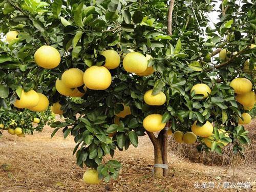 柚子如何管理？柚子种植全年管理方案介绍