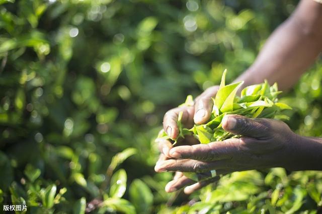 茶叶的种植技术分析及管理策略，保证茶叶的健康生长和优质增产
