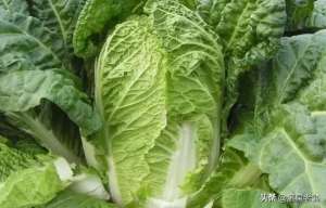 夏大白菜种植技术-春种大白菜优质高产的五项措施