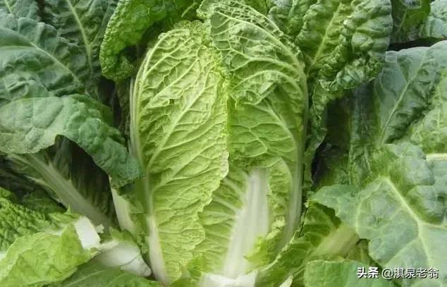 春种大白菜优质高产的五项措施