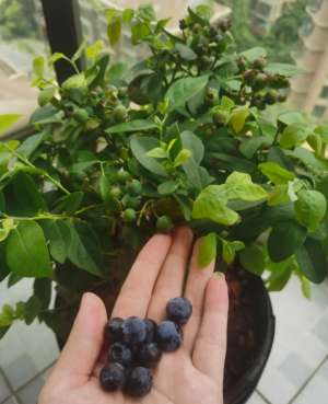 蓝莓种植视频-自己在家如何种蓝莓？这几个技巧帮你丰收粒粒饱满的蓝浆果