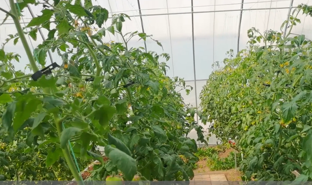 番茄种植高产小技巧，换个施肥配方，长势好，产量高