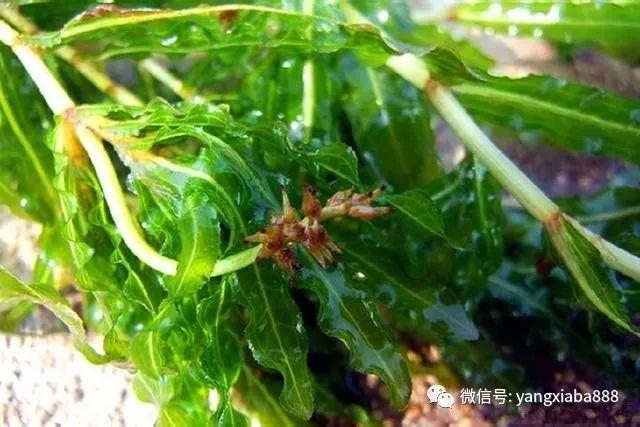 这种水草，是龙虾的天然饲料，价值珍贵要珍惜