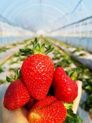 云南草莓种植基地-投资1亿元大姚这个千亩草莓园有啥特别？