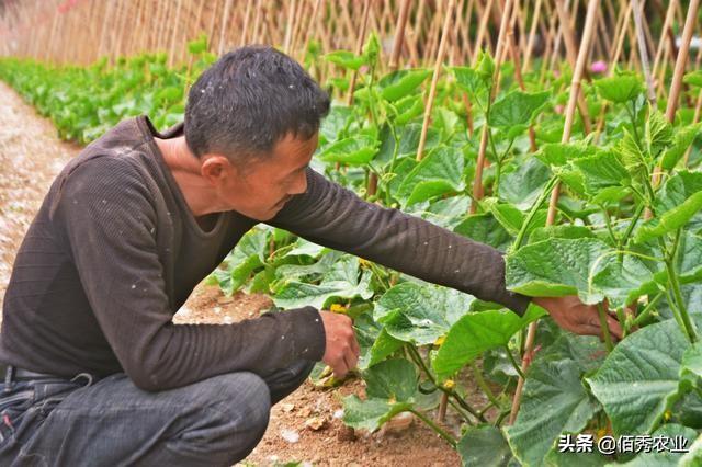 农村人种植黄瓜，采用3种措施，可有效减少病虫害发生