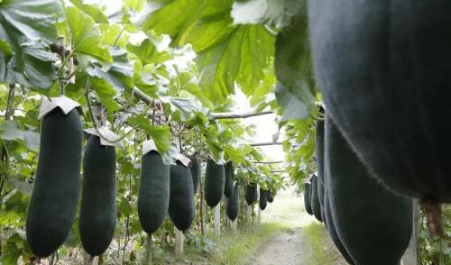 冬瓜夏季如何种植，按照这些步骤来，冬瓜果实大产量好