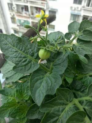 盆栽番茄的种植方法-盆栽小番茄很好养，花盆大一些光照足一些，果子更多枝更壮