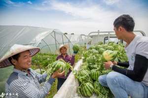 合肥西瓜种植-安徽肥东：西瓜丰收 产业富民
