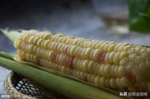 秋糯玉米种植技术-农业种植高效模式，小麦夏糯玉米秋糯玉米高效种植模式及配套技术