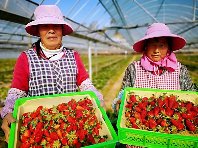 投资1亿元！大姚这个千亩草莓园有啥特别？