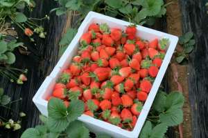 草莓怎么种植才甜-草莓怎么种植结果多又大