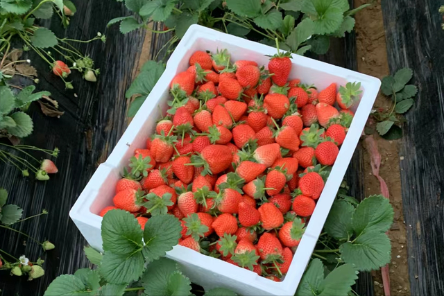 草莓怎么种植结果多又大?