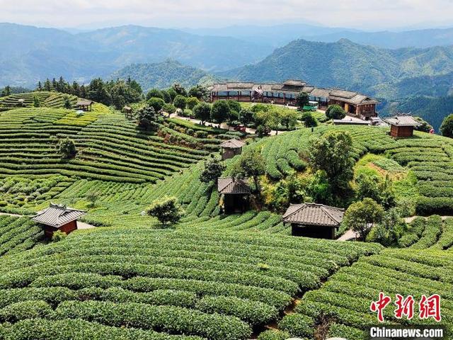 广西三江县“侗茶村”数千亩茶园美如画卷