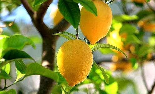 盆栽柠檬树，“结果期”做1点，果实不掉落，枝头挂满“黄金果”