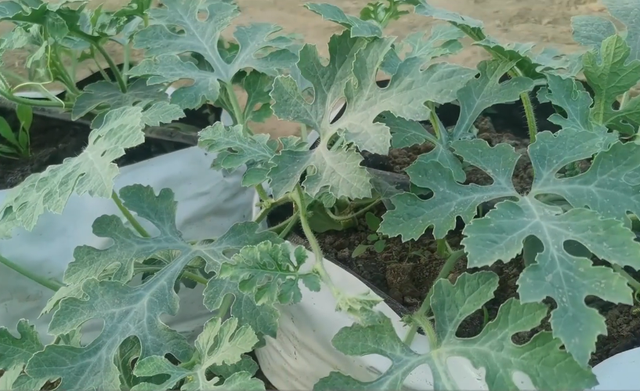 种植袋里种西瓜，分享2个坐瓜多的技巧，农户看完都能学会