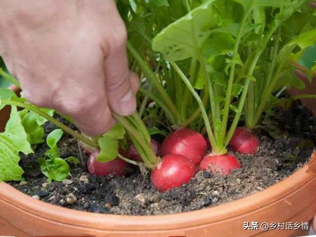 阳台、泡沫箱、花盆最适合种植这些蔬菜，简单省心，家庭种植首选