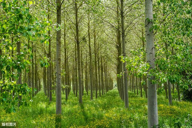 杨树栽培技术管理，做好病虫害的防治，可以使杨树幼苗更好的生长