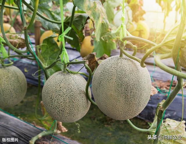 哈密瓜高产栽培关键技术，科学种植是关键，值得看看