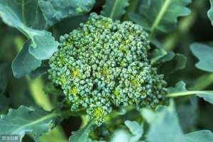 西兰花怎样种植-西兰花的种植技术，养护条件是什么？农户了解吗？