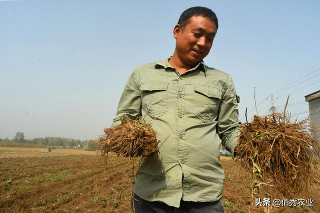 农民种植“懒人”中药材苍术，生长期两年，产量可达4000斤