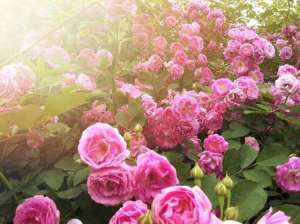 大马士革玫瑰种植技术-大马士革玫瑰，可食用的玫瑰花，用途太多了，种一盆太值了