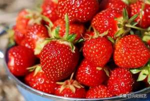 草莓种植哪个季节-秋天种草莓，入冬就能吃上，3毛一棵苗子，赶紧种上十几棵