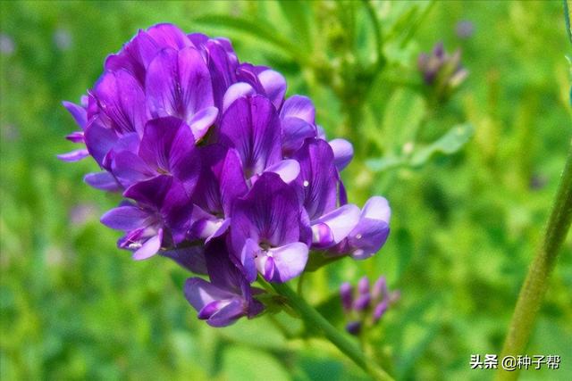 紫花苜蓿高产种植技术，掌握这几点，四五年都割不完，还能增产