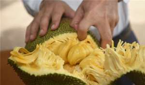 种植菠萝蜜图片-小伙舍弃百万年薪，返乡种植榴莲味菠萝蜜，年销售额突破三千万元