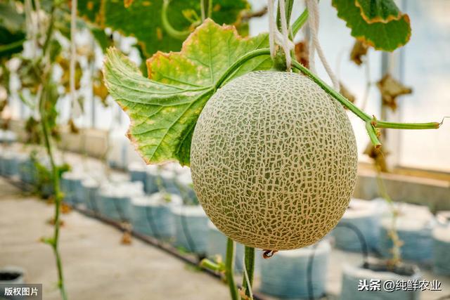 哈密瓜高产栽培关键技术，科学种植是关键，值得看看