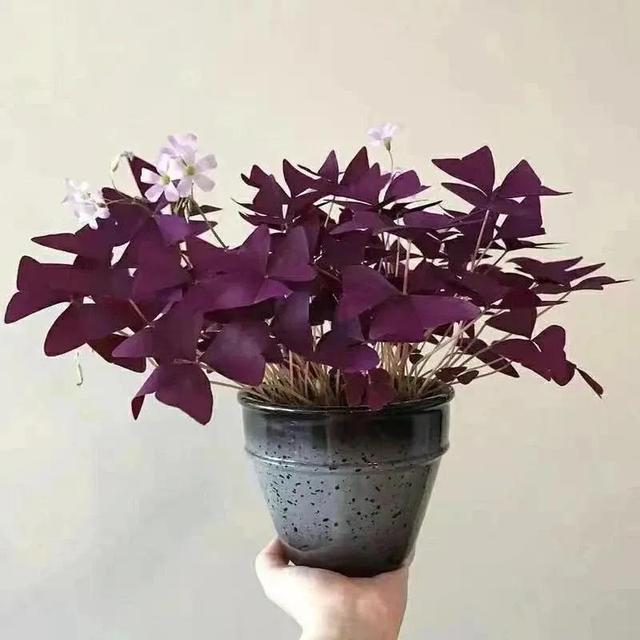 紫色酢浆草的种植养护及注意事项