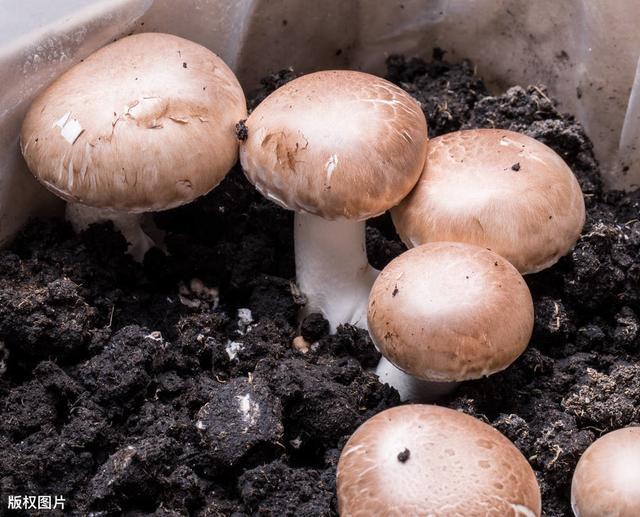 种植香菇优质高产技术，科学栽培方法，以下8点内容一起看看吧