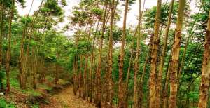 广西种植结构-桉树有毒？被称为亡国树、断子绝孙树，为何广西还遍地种植桉树？