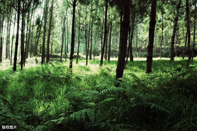 杉木速生丰产林栽培技术，掌握杉树的生长习性，促进杉木林的生长