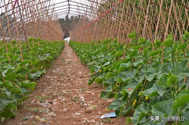 农村人种植黄瓜，采用3种措施，可有效减少病虫害发生