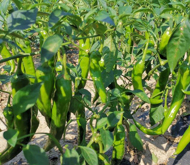 12月辣椒育苗，优质辣椒品种，结果多，采收期长，农户试种一波